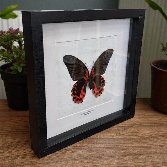 Papilio Rumanzovia Schmetterling (Scharlachroter Schwalbenschwanz) im schwarzen Echtholzrahmen 22×22 cm – nachhaltiger Schmetterlingsrahmen Philippinen kaufen Wien