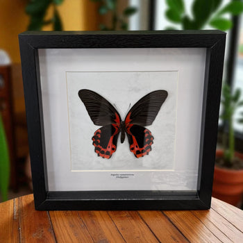 Papilio Rumanzovia Schmetterling (Scharlachroter Schwalbenschwanz) im schwarzen Echtholzrahmen 22×22 cm – nachhaltiger Schmetterlingsrahmen Philippinen kaufen Wien