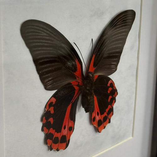 Papilio Rumanzovia Schmetterling (Scharlachroter Schwalbenschwanz) im schwarzen Echtholzrahmen 22×22 cm – nachhaltiger Schmetterlingsrahmen Philippinen kaufen Wien