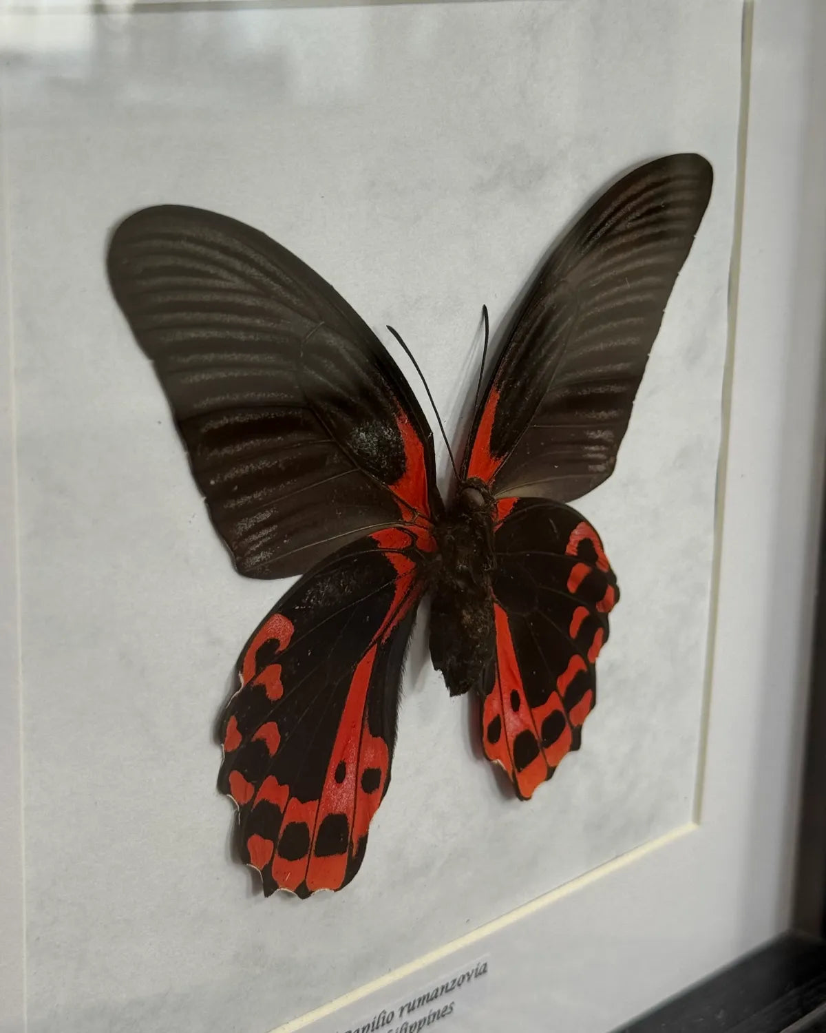 Papilio Rumanzovia Schmetterling (Scharlachroter Schwalbenschwanz) im schwarzen Echtholzrahmen 22×22 cm – nachhaltiger Schmetterlingsrahmen Philippinen kaufen Wien