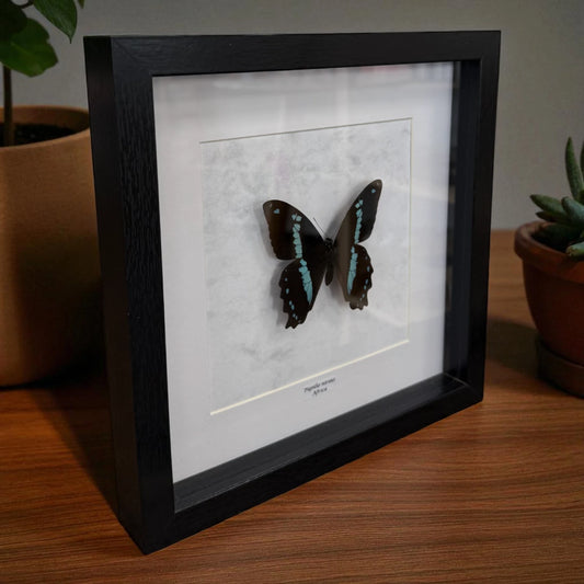 Papilio Nireus Schmetterling (Grün gestreifter Schwalbenschwanz) im schwarzen Echtholzrahmen 22×22 cm – nachhaltiges Schmetterlingsbild Deko Geschenk Wien