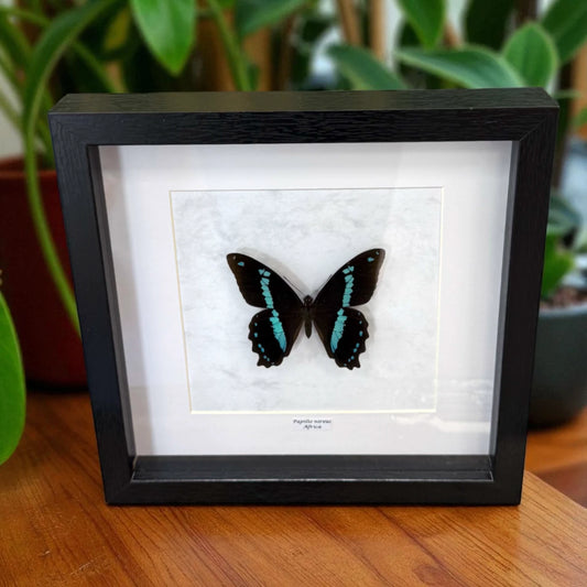 Papilio Nireus Schmetterling (Grün gestreifter Schwalbenschwanz) im schwarzen Echtholzrahmen 22×22 cm – nachhaltiges Schmetterlingsbild Deko Geschenk Wien