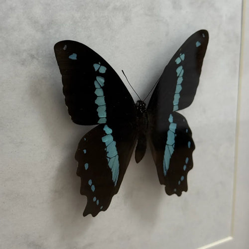 Papilio Nireus Schmetterling (Grün gestreifter Schwalbenschwanz) im schwarzen Echtholzrahmen 22×22 cm – nachhaltiges Schmetterlingsbild Deko Geschenk Wien
