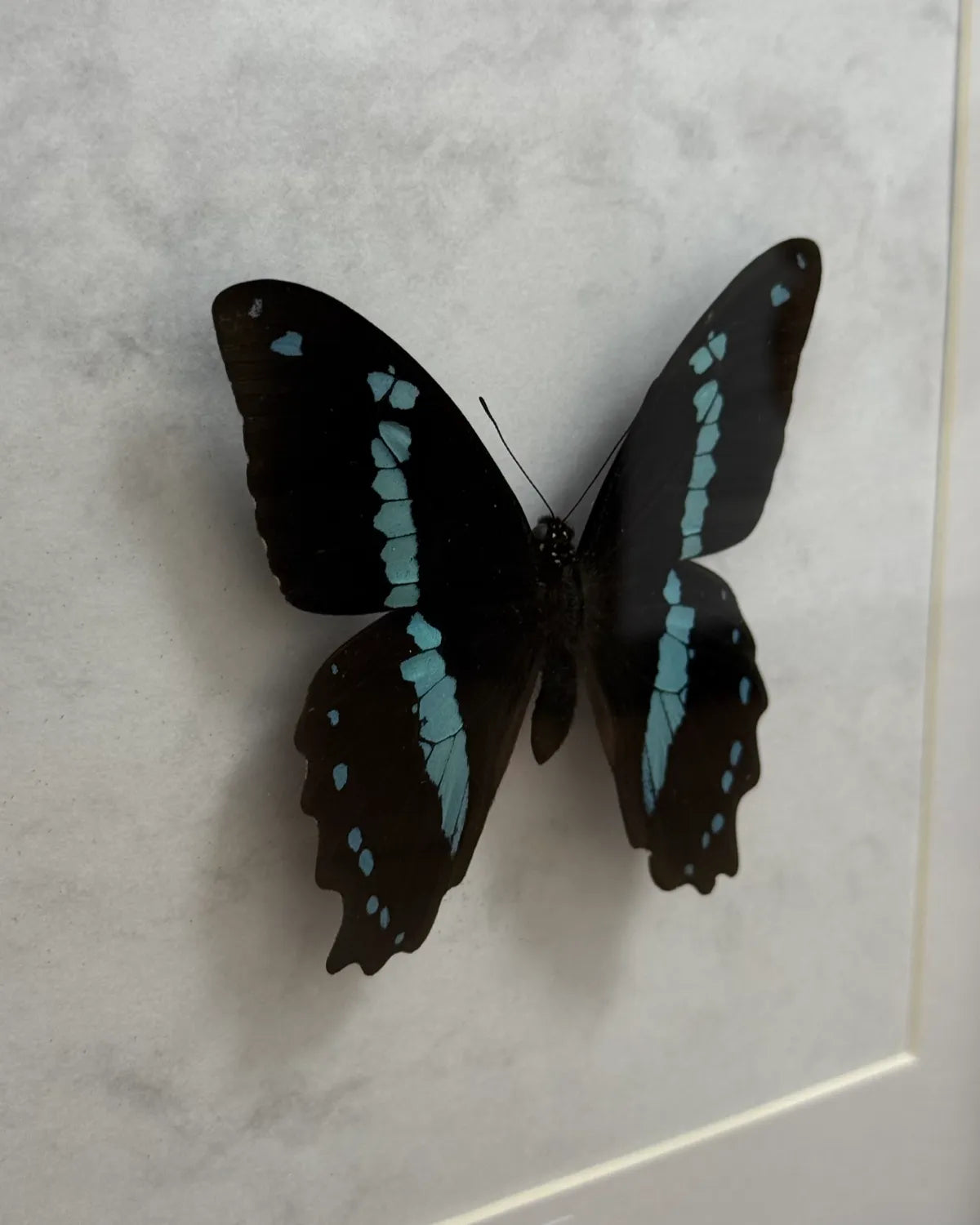 Papilio Nireus Schmetterling (Grün gestreifter Schwalbenschwanz) im schwarzen Echtholzrahmen 22×22 cm – nachhaltiges Schmetterlingsbild Deko Geschenk Wien