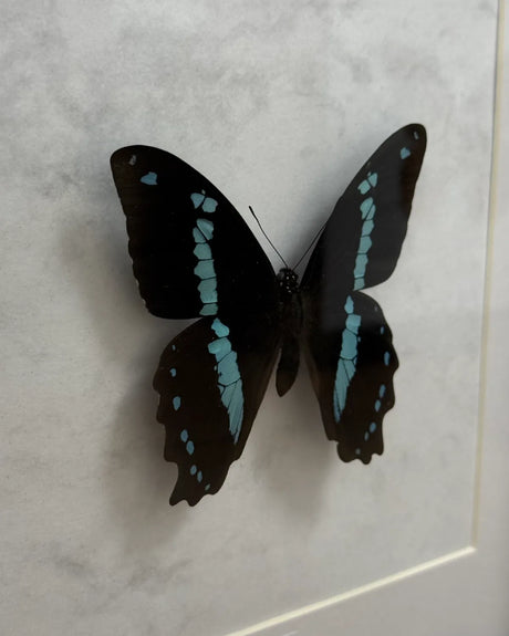 Papilio Nireus Schmetterling (Grün gestreifter Schwalbenschwanz) im schwarzen Echtholzrahmen 22×22 cm – nachhaltiges Schmetterlingsbild Deko Geschenk Wien