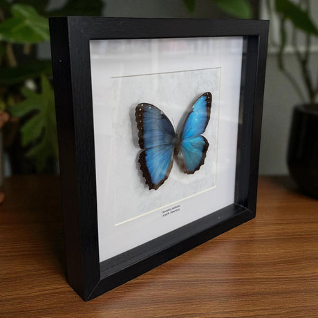 Morpho Peleides Schmetterling (Himmelblauer Morpho) im schwarzen Echtholzrahmen 22×22 cm – nachhaltiges Schmetterlingsbild Deko Geschenk Wien