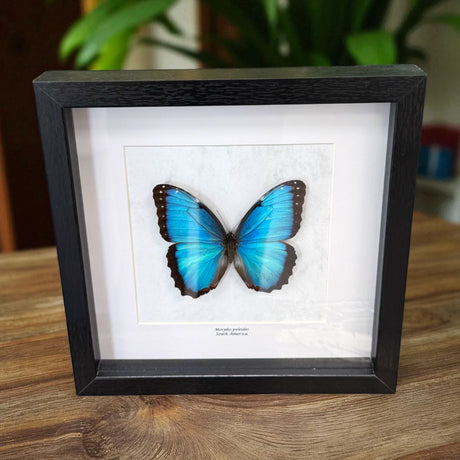 Morpho Peleides Schmetterling (Himmelblauer Morpho) im schwarzen Echtholzrahmen 22×22 cm – nachhaltiges Schmetterlingsbild Deko Geschenk Wien