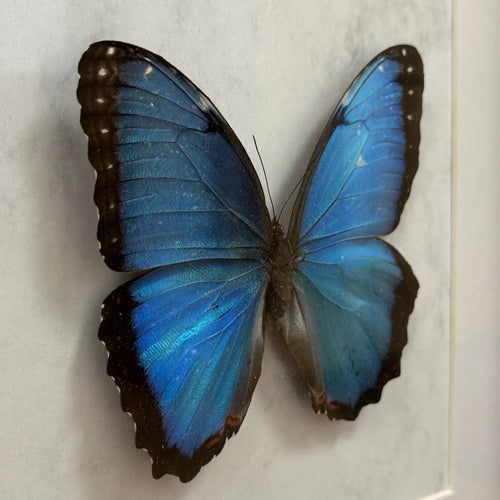 Morpho Peleides Schmetterling (Himmelblauer Morpho) im schwarzen Echtholzrahmen 22×22 cm – nachhaltiges Schmetterlingsbild Deko Geschenk Wien