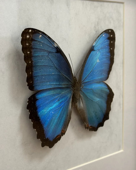 Morpho Peleides Schmetterling (Himmelblauer Morpho) im schwarzen Echtholzrahmen 22×22 cm – nachhaltiges Schmetterlingsbild Deko Geschenk Wien