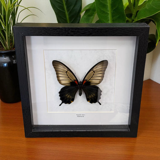 Papilio Lowi Schmetterling (Asiatischer Schwalbenschwanz) im schwarzen Echtholzrahmen 22×22 cm – nachhaltiges Schmetterlingsbild Deko & Geschenk Wien