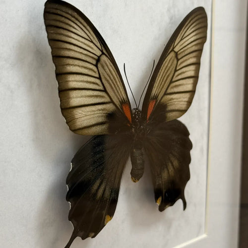 Papilio Lowi Schmetterling (Asiatischer Schwalbenschwanz) im schwarzen Echtholzrahmen 22×22 cm – nachhaltiges Schmetterlingsbild Deko & Geschenk Wien
