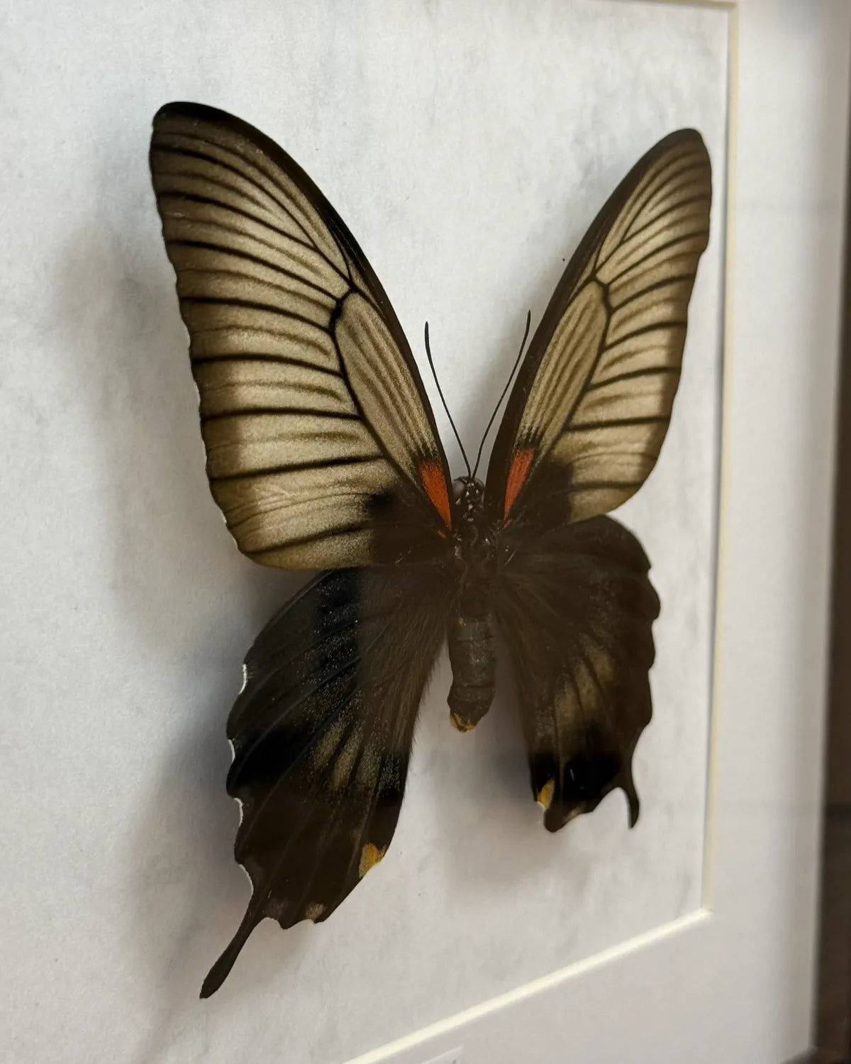Papilio Lowi Schmetterling (Asiatischer Schwalbenschwanz) im schwarzen Echtholzrahmen 22×22 cm – nachhaltiges Schmetterlingsbild Deko & Geschenk Wien