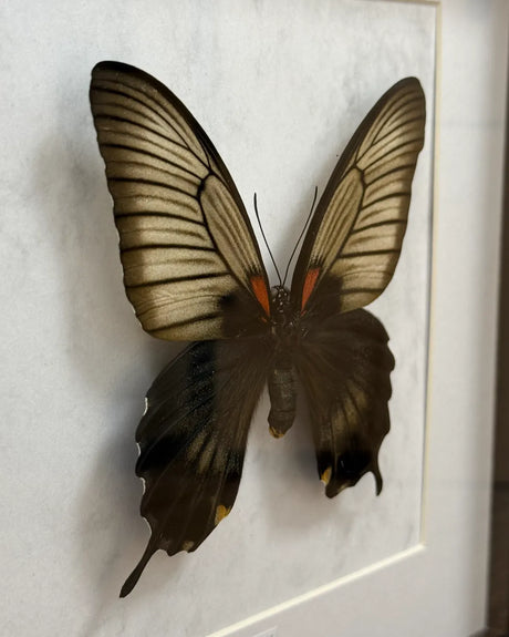 Papilio Lowi Schmetterling (Asiatischer Schwalbenschwanz) im schwarzen Echtholzrahmen 22×22 cm – nachhaltiges Schmetterlingsbild Deko & Geschenk Wien