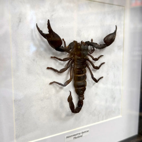 Heterometrus laoticus im Echtholzrahmen – Asiatischer Riesenskorpion aus Thailand, museale Präparation von BFLY Frames, nachhaltige Insektendekoration