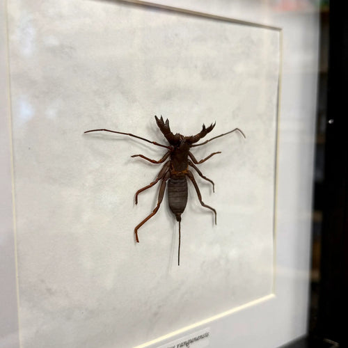 Hypocnotus rangunensis im Echtholzrahmen – tropischer Riesenlaubkäfer aus Thailand, nachhaltige Präparation von BFLY Frames, dekoratives Insektensammlerstück