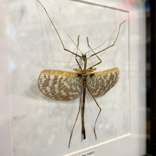 Onchestus rentzi im Echtholzrahmen – australische Riesenlaubheuschrecke, naturgetreue Präparation von BFLY Frames, nachhaltige Insektendekoration