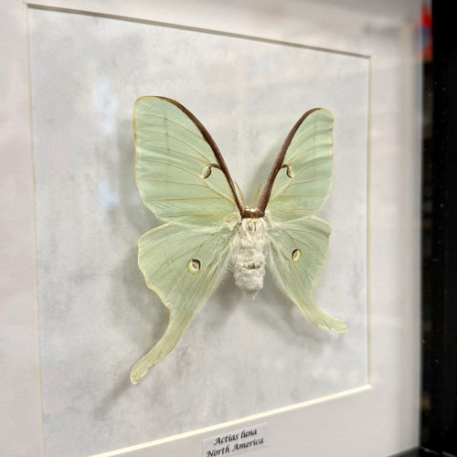 Actias luna im Echtholzrahmen – Lunafalter aus Nordamerika, präparierter Nachtfalter, nachhaltige Insektenkunst von BFLY Frames