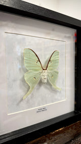Actias luna im Echtholzrahmen – Lunafalter aus Nordamerika, präparierter Nachtfalter, nachhaltige Insektenkunst von BFLY Frames