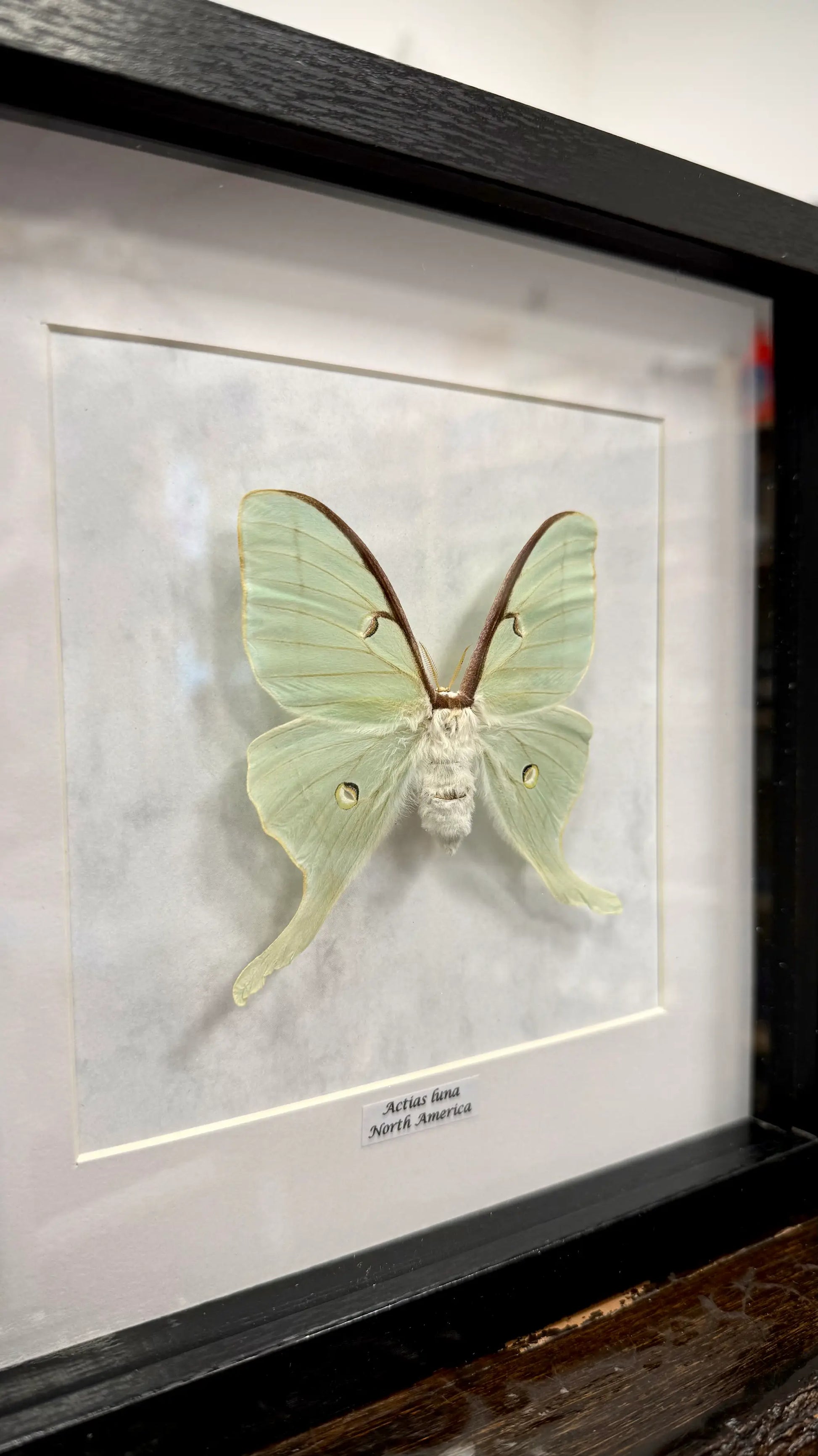 Actias luna im Echtholzrahmen – Lunafalter aus Nordamerika, präparierter Nachtfalter, nachhaltige Insektenkunst von BFLY Frames