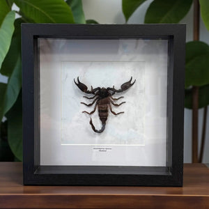 Heterometrus laoticus im Echtholzrahmen – Asiatischer Riesenskorpion aus Thailand, museale Präparation von BFLY Frames, nachhaltige Insektendekoration