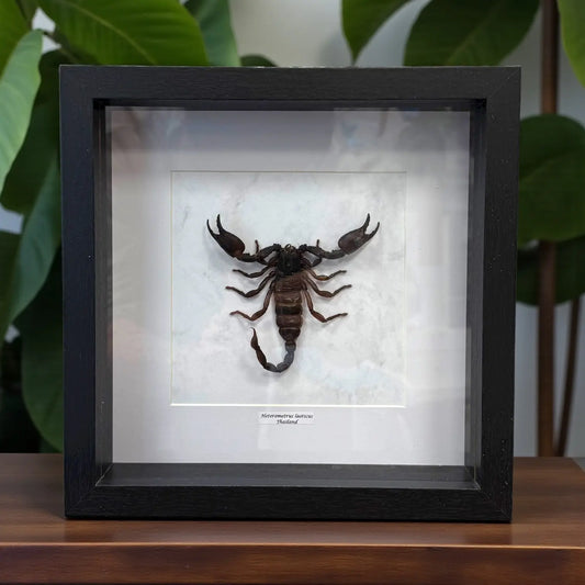 Heterometrus laoticus im Echtholzrahmen – Asiatischer Riesenskorpion aus Thailand, museale Präparation von BFLY Frames, nachhaltige Insektendekoration