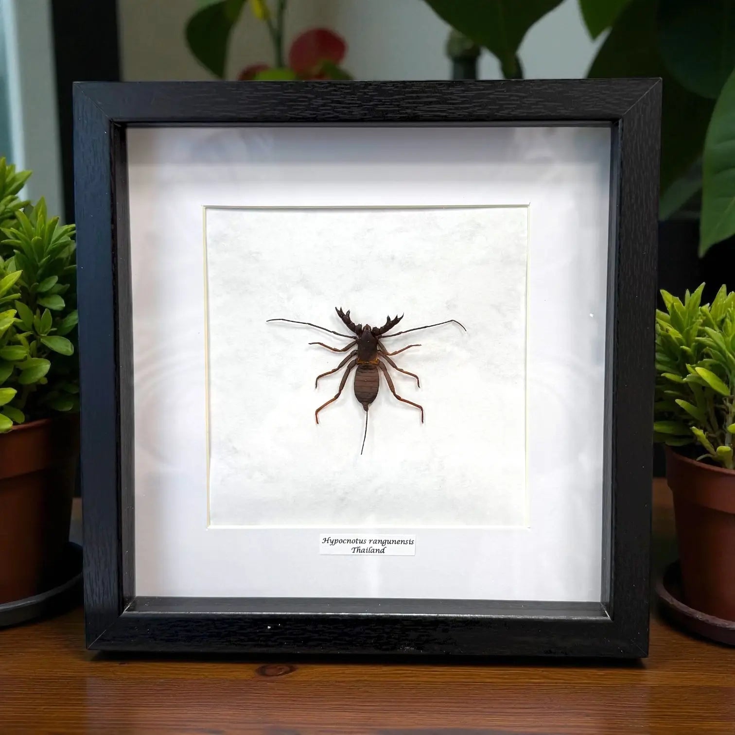 Hypocnotus rangunensis im Echtholzrahmen – tropischer Riesenlaubkäfer aus Thailand, nachhaltige Präparation von BFLY Frames, dekoratives Insektensammlerstück