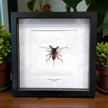 Hypocnotus rangunensis im Echtholzrahmen – tropischer Riesenlaubkäfer aus Thailand, nachhaltige Präparation von BFLY Frames, dekoratives Insektensammlerstück