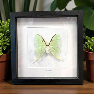 Actias luna im Echtholzrahmen – Lunafalter aus Nordamerika, präparierter Nachtfalter, nachhaltige Insektenkunst von BFLY Frames