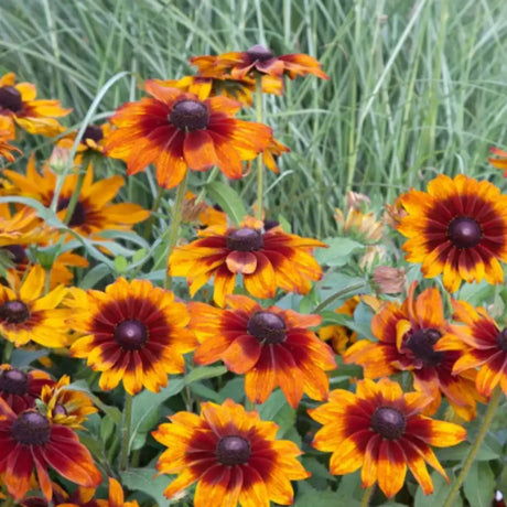 Einpflanzbare Ausmalkarten-Set mit Tiermotiven von Blühwerk – 4 kreative Karten zum Ausmalen und Einpflanzen, nachhaltiges Geschenk für Kinder. Sonnenhut Herbstwald