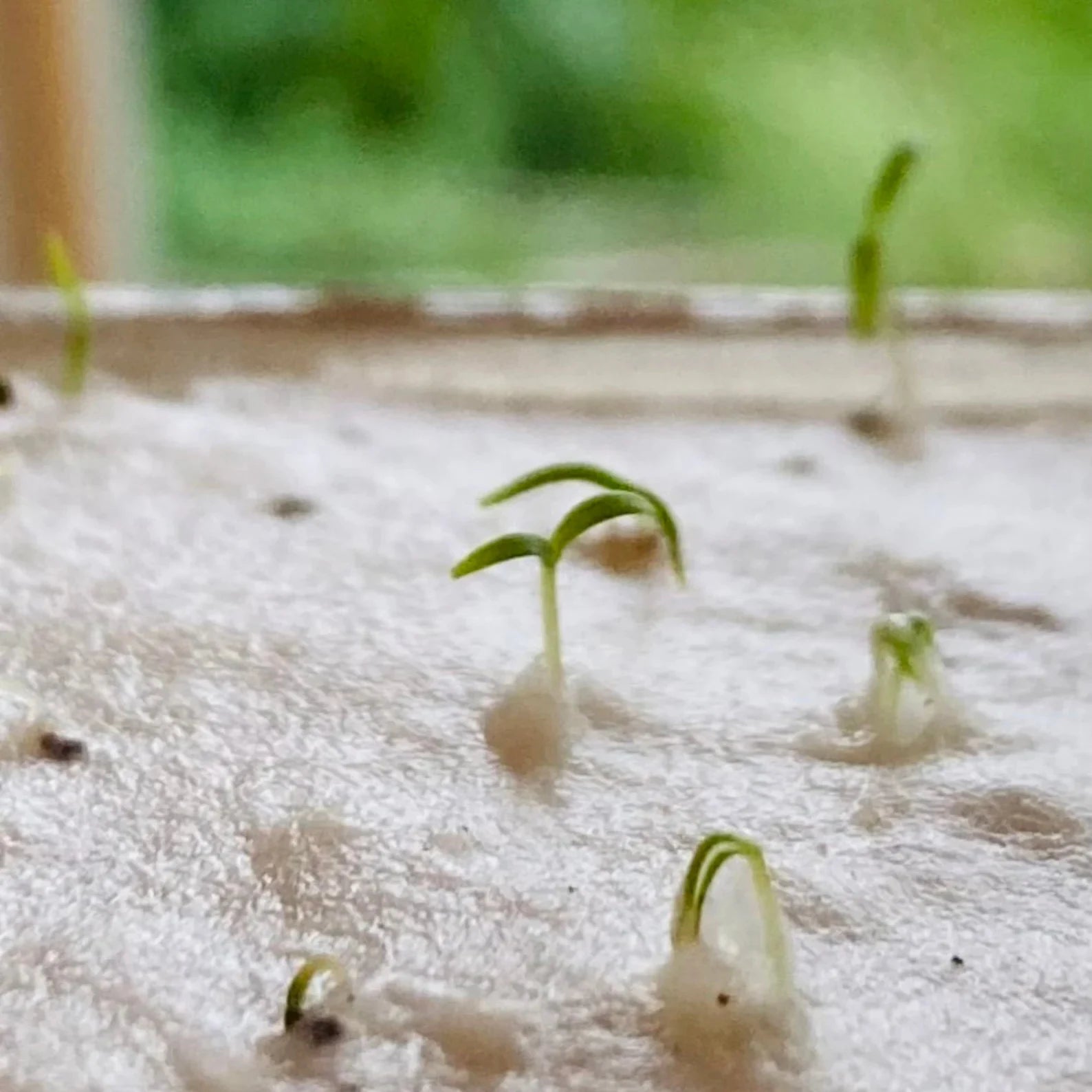 "Frohe Weihnachten" Saatpapier Weihnachtskarte | Schenken, einpflanzen, beim wachsen zusehen