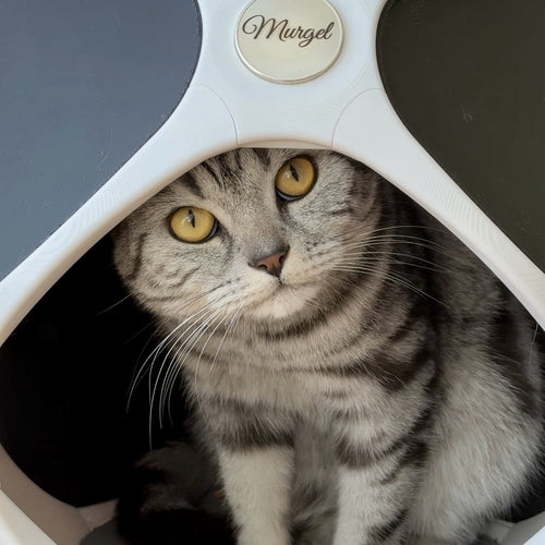 PetPod – Dein Katzenhaus in Wunschfarbe | Nachhaltig, stylisch & individuell
