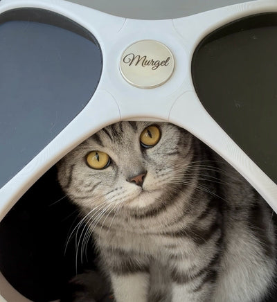 PetPod – Dein Katzenhaus in Wunschfarbe | Nachhaltig, stylisch & individuell