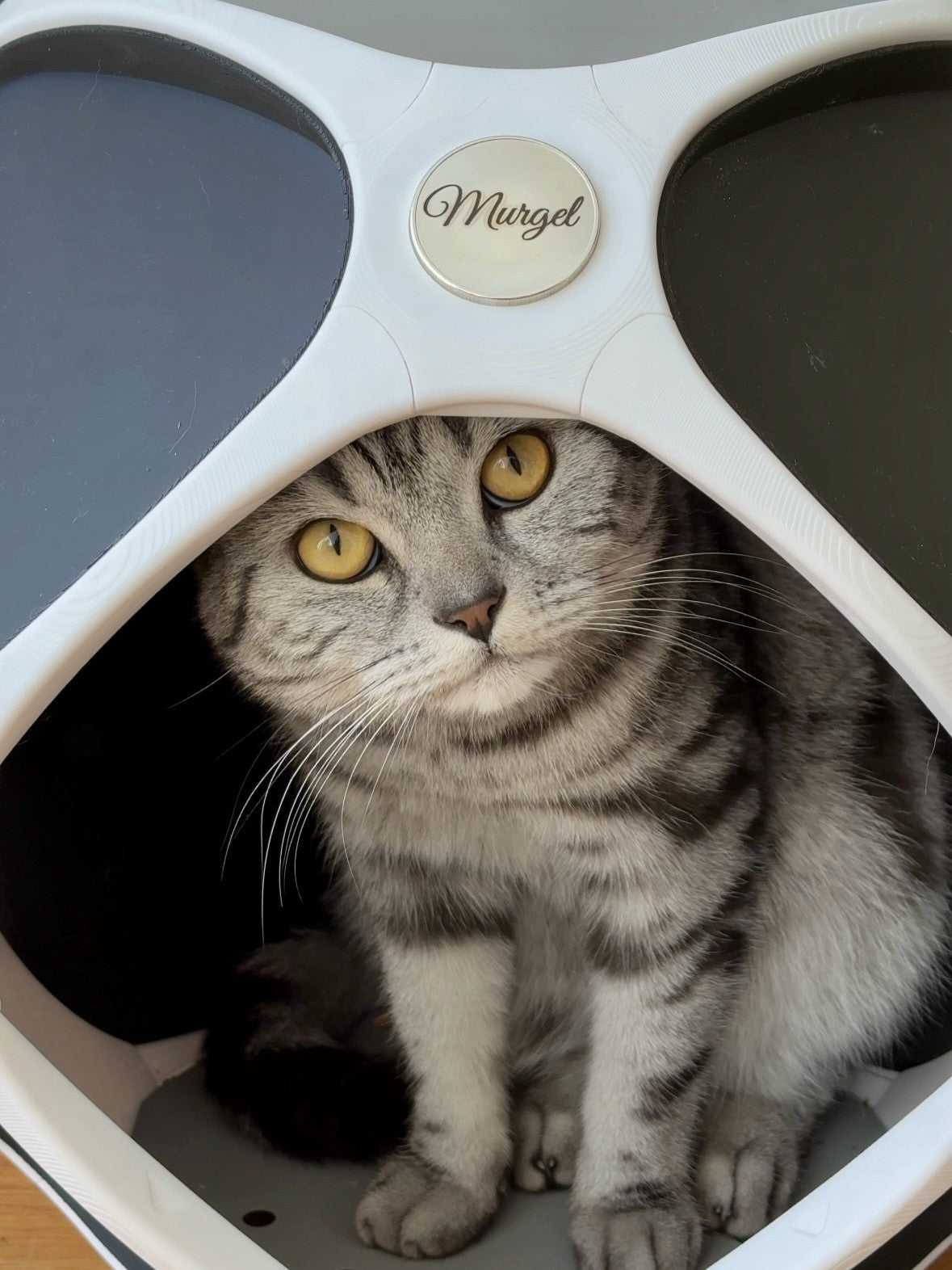 PetPod – Dein Katzenhaus in Wunschfarbe | Nachhaltig, stylisch & individuell