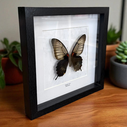 Papilio Lowi Schmetterling (Asiatischer Schwalbenschwanz) im schwarzen Echtholzrahmen 22×22 cm – nachhaltiges Schmetterlingsbild Deko & Geschenk Wien