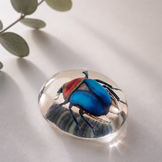 Ein schillernd blauer Käfer, gedruckt in einer durchsichtigen Kuppel