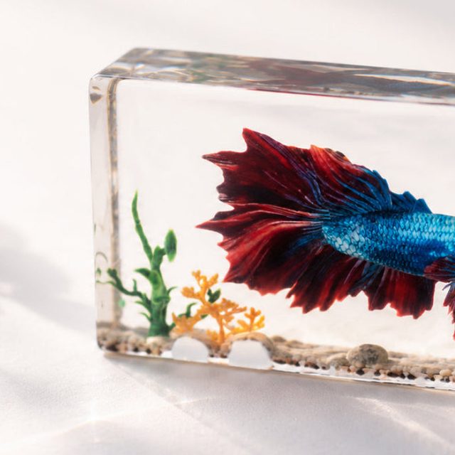 Ein roter und blauer Kampffisch mit Wasserpflanzen, gedruckt in einem durchsichtigen Block
